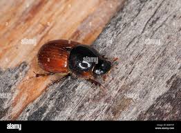 Attēlu rezultāti vaicājumam “Aphodius sp. imago”