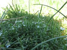 Attēlu rezultāti vaicājumam “Stellaria palustris leaf”