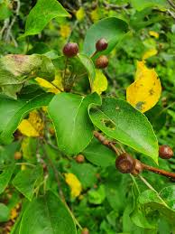Attēlu rezultāti vaicājumam “Malus mandshurica”