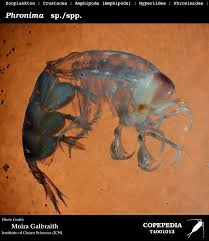 Attēlu rezultāti vaicājumam “Phronia sp.”