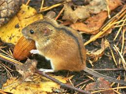 Attēlu rezultāti vaicājumam “Sicista betulina”