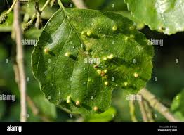 Attēlu rezultāti vaicājumam “Eriophyes laevis”