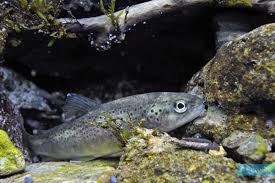 Image result for Salmo trutta trutta