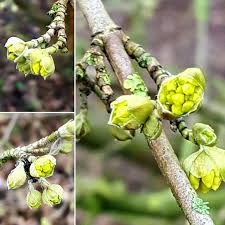 Attēlu rezultāti vaicājumam “Cornus mas flower”