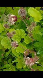 Attēlu rezultāti vaicājumam “Geum rivale fruit”