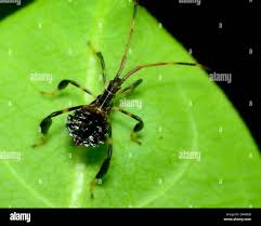 Attēlu rezultāti vaicājumam “Pantilius tunicatus imago”