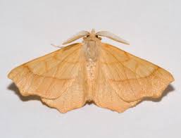 Attēlu rezultāti vaicājumam “Ennomos alniaria”