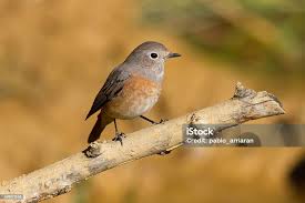 Attēlu rezultāti vaicājumam “Phoenicurus phoenicurus female”