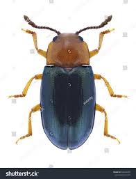 Attēlu rezultāti vaicājumam “Triplax aenea”