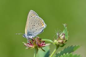 Attēlu rezultāti vaicājumam “Lycaena hippothoe”