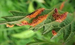 Attēlu rezultāti vaicājumam “Puccinia urticata”