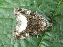 Attēlu rezultāti vaicājumam “Protodeltote pygarga”