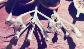 Attēlu rezultāti vaicājumam “Sylvicola sp.”