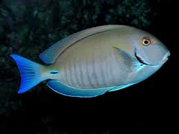 Image result for Acanthurus chirurgus