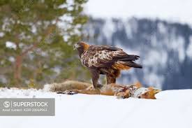 Attēlu rezultāti vaicājumam “Aquila chrysaetos”