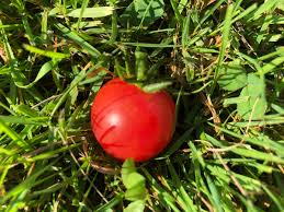 Afbeeldingsresultaat voor rose quartz tomato