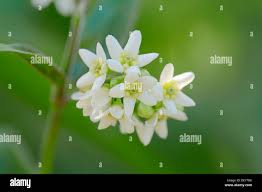 Attēlu rezultāti vaicājumam “Vincetoxicum hirundinaria flower”