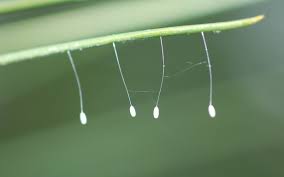 Attēlu rezultāti vaicājumam “Chrysopidae eggs”