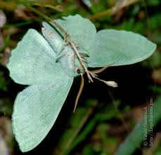 Attēlu rezultāti vaicājumam “Geometra papilionaria”