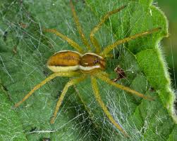 Attēlu rezultāti vaicājumam “Dolomedes fimbriatus”