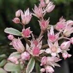 Attēlu rezultāti vaicājumam “Phedimus spurius flower”