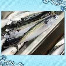 Image result for Scomber scombrus