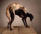 Dogs Mating: dogs mating videos, dogs mating pic's
