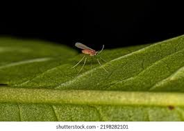 Attēlu rezultāti vaicājumam “Cecidomyiidae”