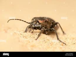 Attēlu rezultāti vaicājumam “Carabus arcensis”