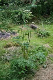 Image result for Heracleum sphondylium