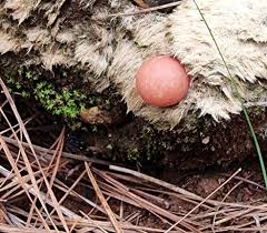 Attēlu rezultāti vaicājumam “Lycogala exiguum aggr.”