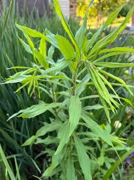Attēlu rezultāti vaicājumam “Solidago canadensis leaf”