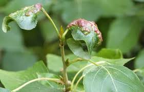 Attēlu rezultāti vaicājumam “Thecabius affinis”