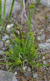 Attēlu rezultāti vaicājumam “Carex viridula fruit”