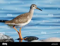 Attēlu rezultāti vaicājumam “Tringa totanus”