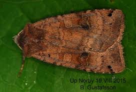 Attēlu rezultāti vaicājumam “Xestia baja”