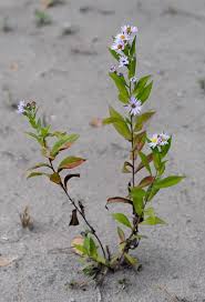 Attēlu rezultāti vaicājumam “Symphyotrichum x salignum leaf”