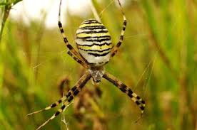 Attēlu rezultāti vaicājumam “Theridiidae”
