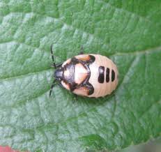 Attēlu rezultāti vaicājumam “Tritomegas bicolor”