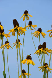 Image result for Rudbeckia