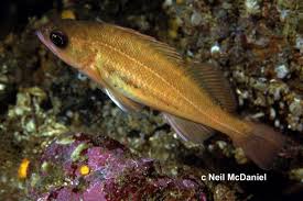 Image result for Sebastes