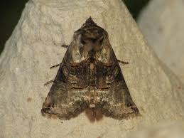 Attēlu rezultāti vaicājumam “Abrostola tripartita”