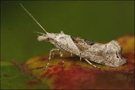 Attēlu rezultāti vaicājumam “Ypsolopha asperella”