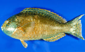 Image result for Calotomus carolinus