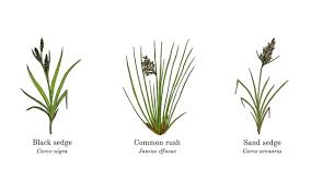 Attēlu rezultāti vaicājumam “Carex arenaria”