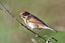 Attēlu rezultāti vaicājumam “Emberiza schoeniclus eggs”
