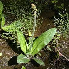 Attēlu rezultāti vaicājumam “Phleogena faginea sessile”