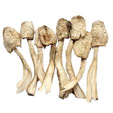 Image result for coprinus