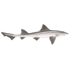 Image result for Mustelus canis