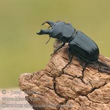 Attēlu rezultāti vaicājumam “Ceruchus chrysomelinus”